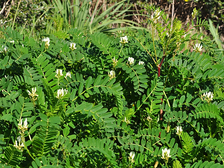 Astragalus boeticus