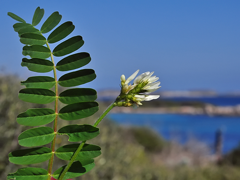 Astragalus boeticus