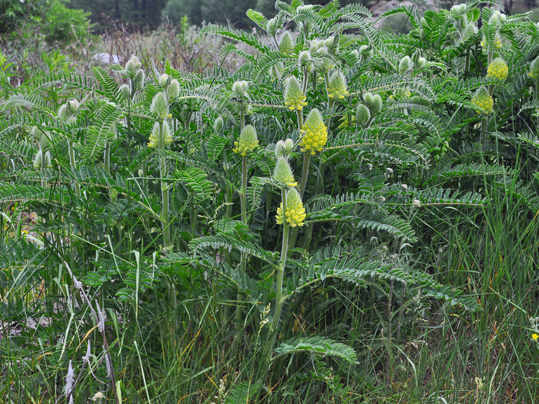 Astragalus centralpinus