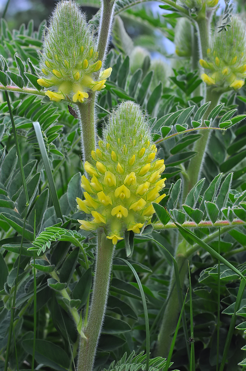 Astragalus centralpinus