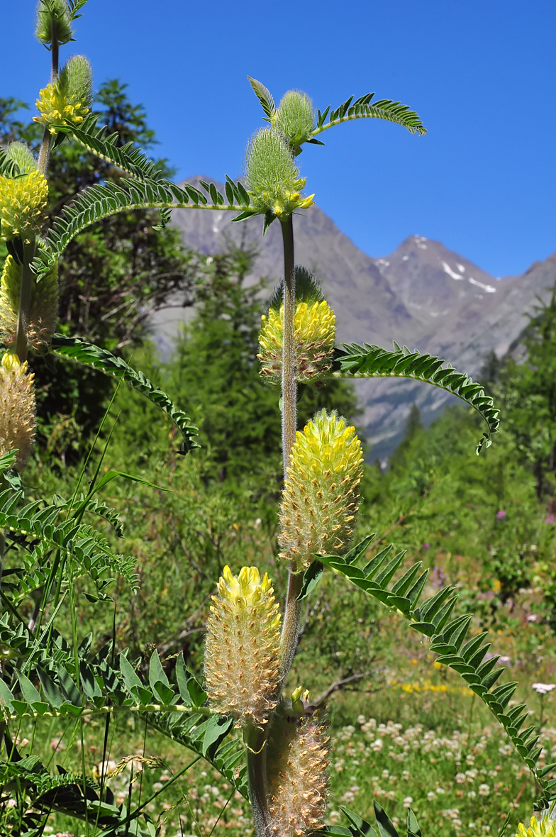 Astragalus centralpinus