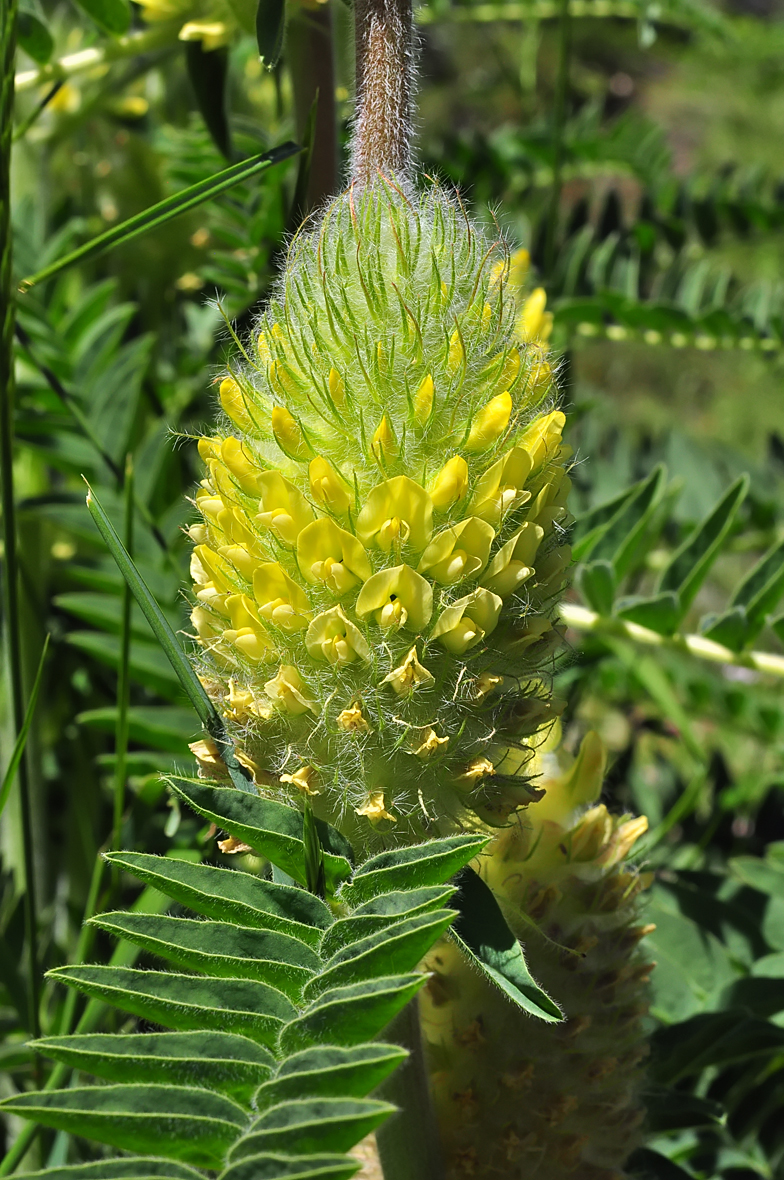 Astragalus centralpinus