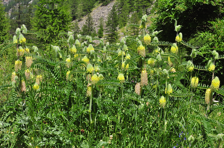 Astragalus centralpinus