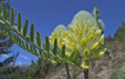 Astragalus centralpinus