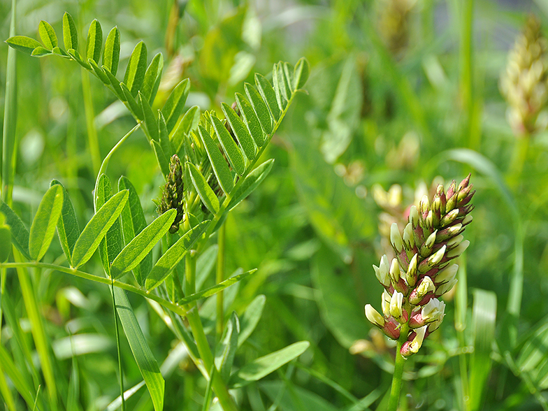 Astragalus cicer