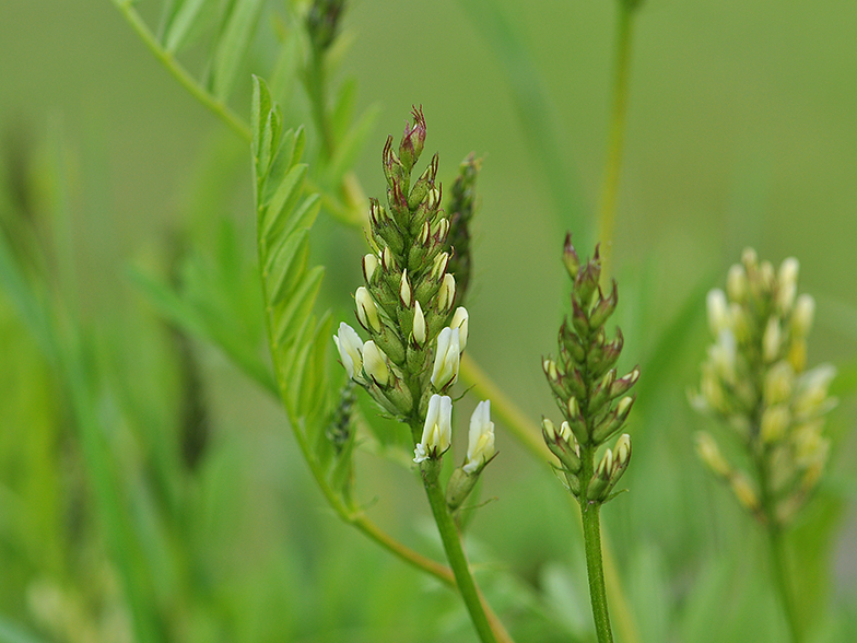 Astragalus cicer