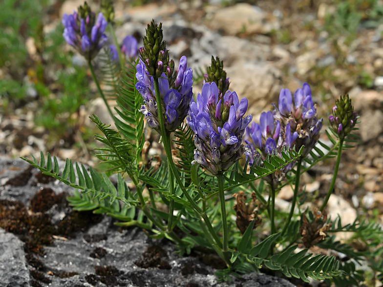 Astragalus danicus