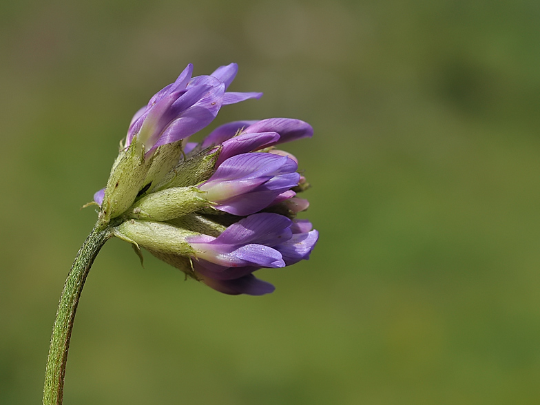 Astragalus danicus