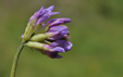 Astragalus danicus