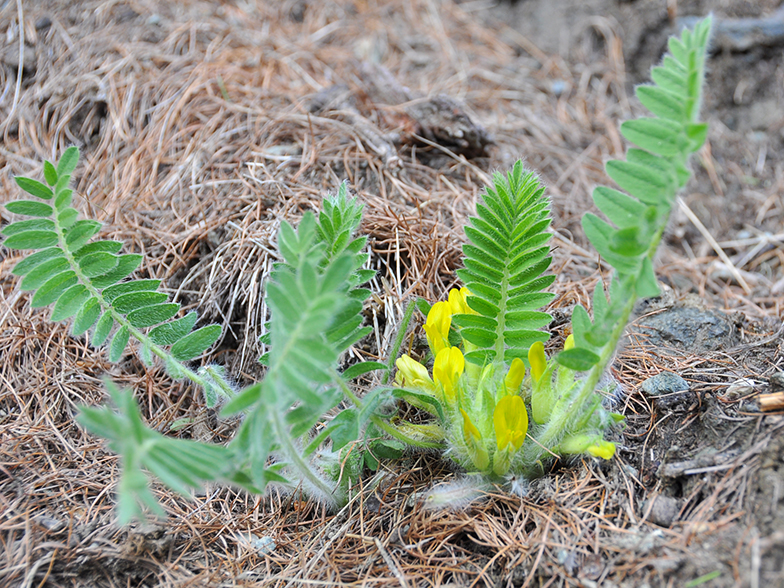 Astragalus exscapus