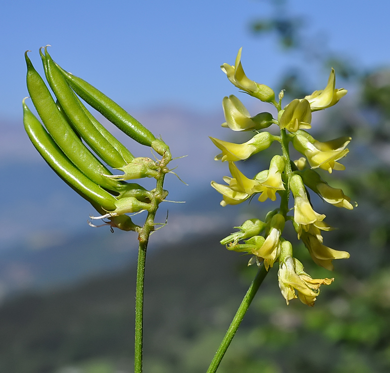 Astragalus glycyphyllos