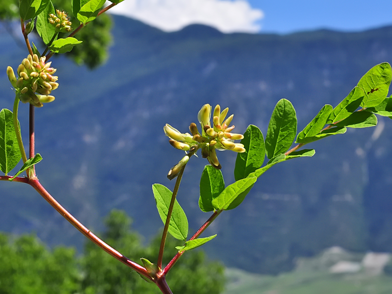 Astragalus glycyphyllos