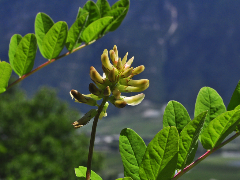 Astragalus glycyphyllos