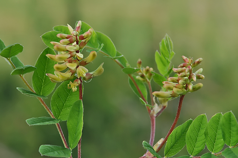 Astragalus glycyphyllos