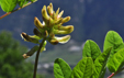 Astragalus glycyphyllos