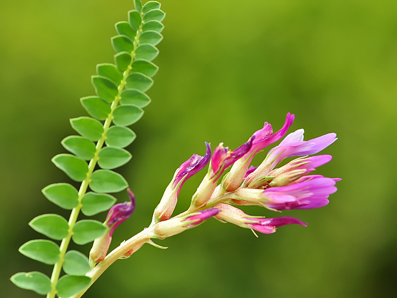 Astragalus monspessulanus