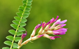 Astragalus monspessulanus