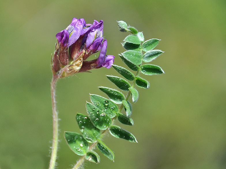 Astragalus onobrychis