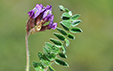 Astragalus onobrychis