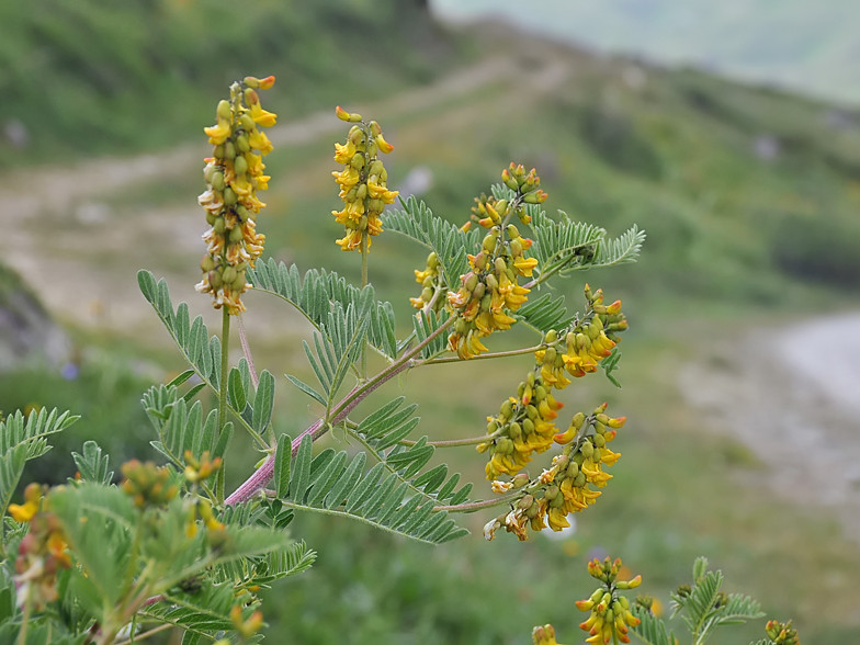 Astragalus penduliflorus