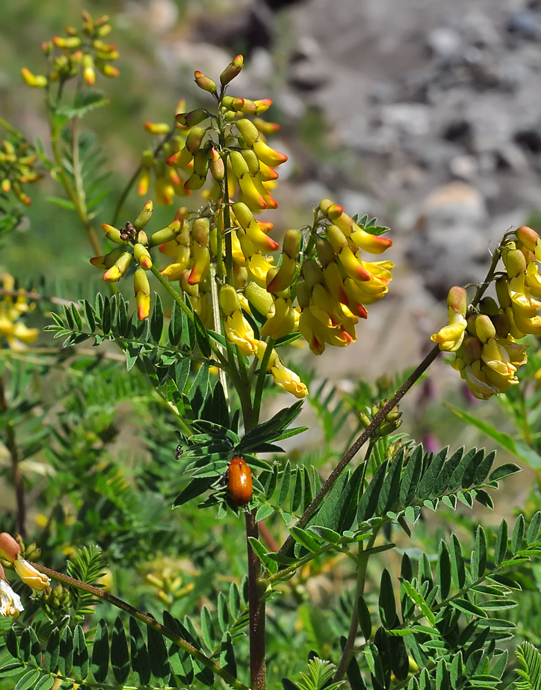 Astragalus penduliflorus 2026 1