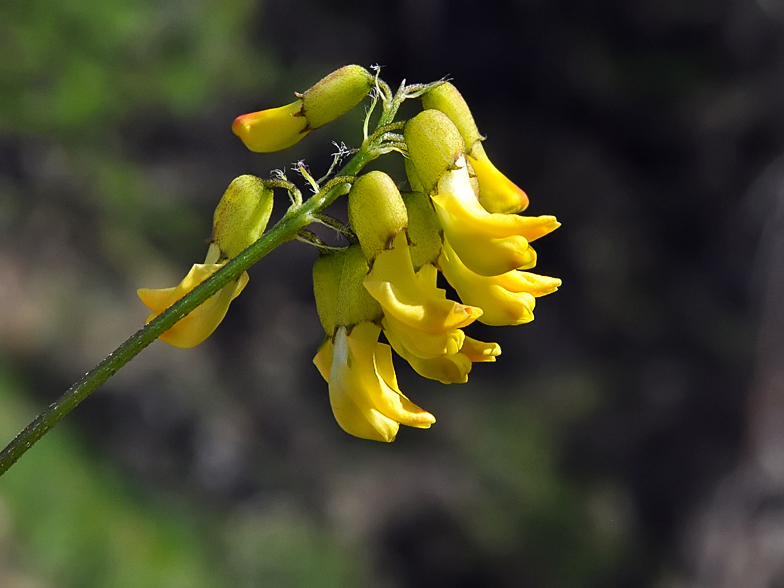 Astragalus penduliflorus 2026 2