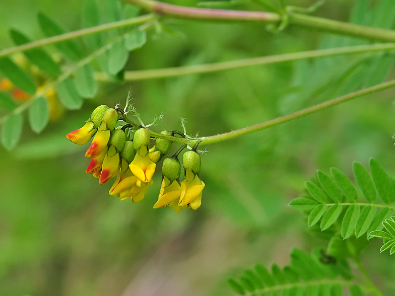 Astragalus penduliflorus