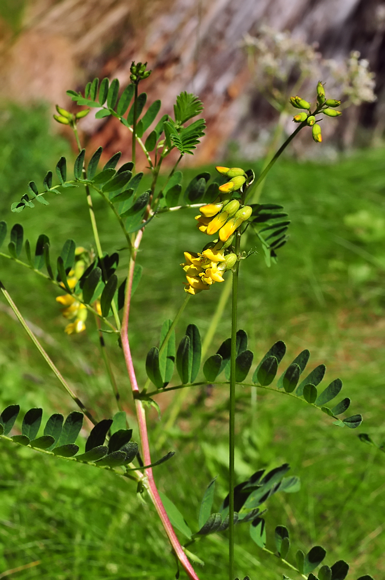 Astragalus penduliflorus