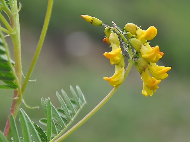 Astragalus penduliflorus