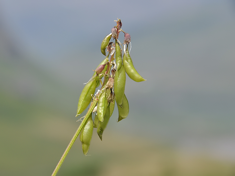 Astragalus penduliflorus