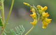 Astragalus penduliflorus