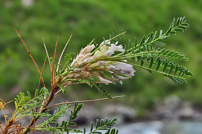 Astragalus sempervirens