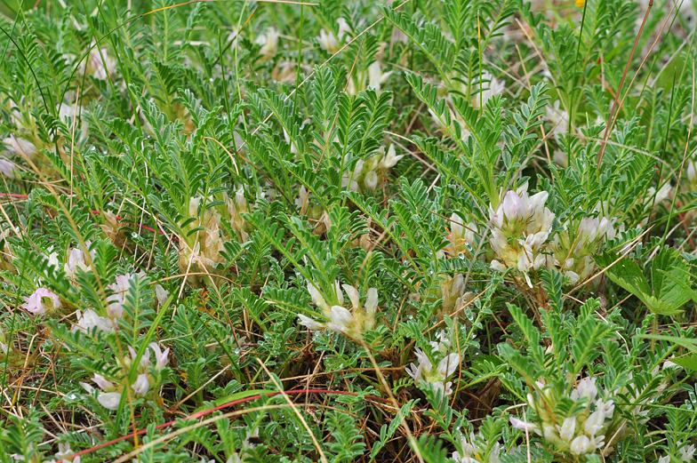 Astragalus sempervirens