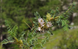 Astragalus sempervirens