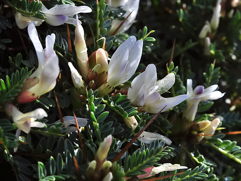 Astragalus tragacantha