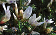 Astragalus tragacantha