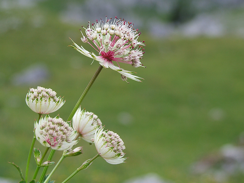 Astrantia major