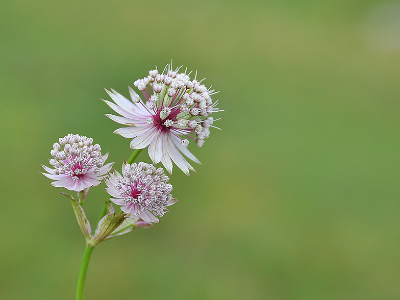 Astrantia major