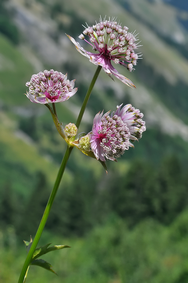 Astrantia major