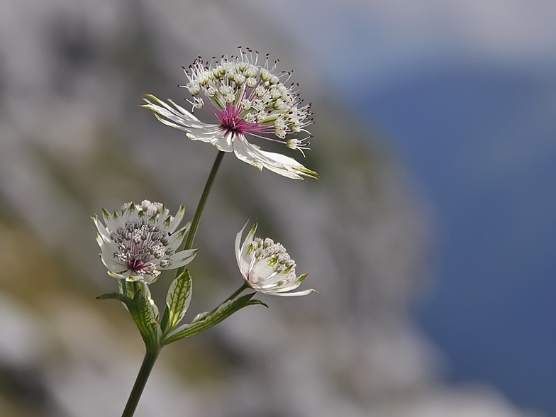 Astrantia major