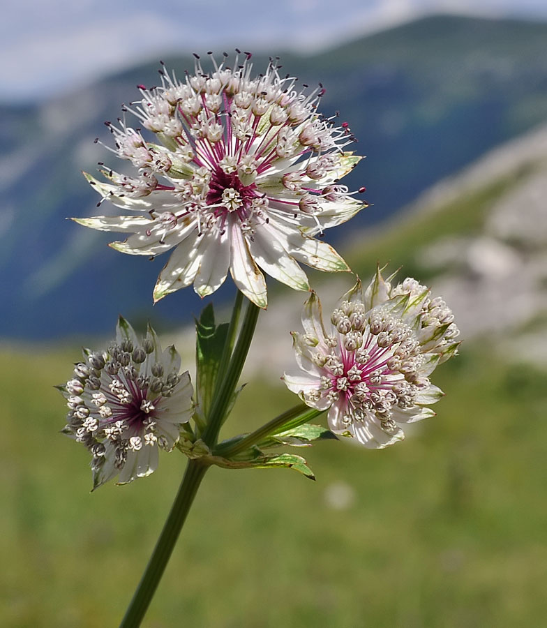 Astrantia major