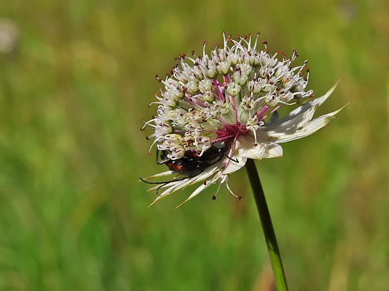 Astrantia major