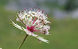 Astrantia major