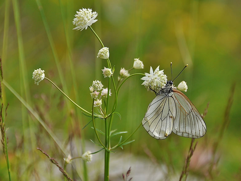 Astrantia minor