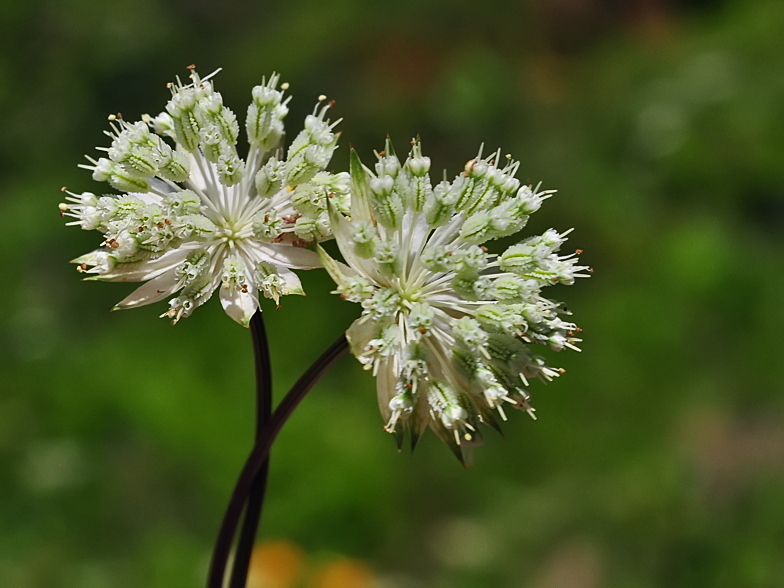 Astrantia minor