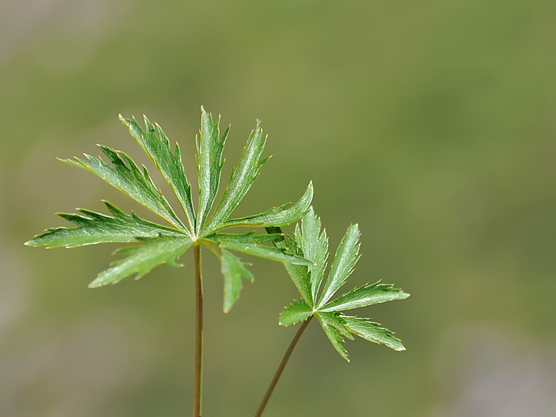 Astrantia minor