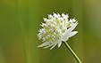 Astrantia minor