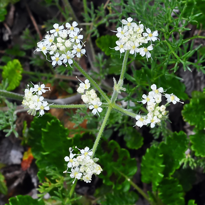 Athamanta cretensis