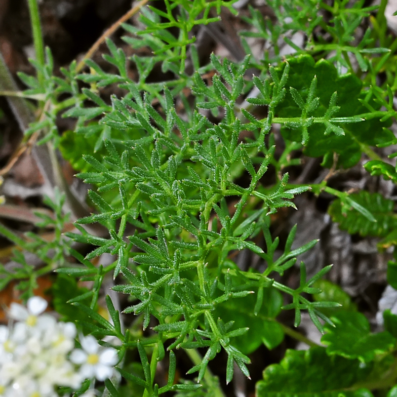 Athamanta cretensis