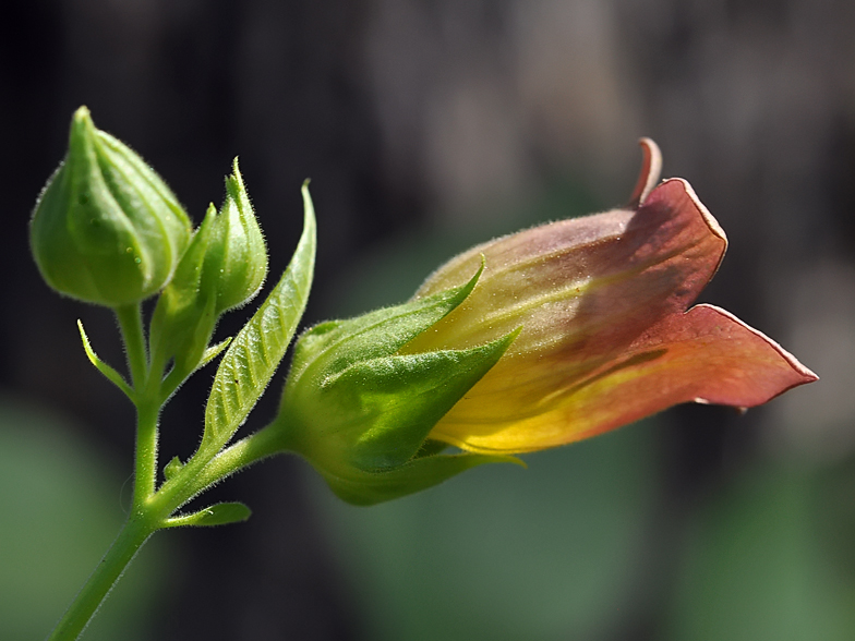 Atropa belladonna